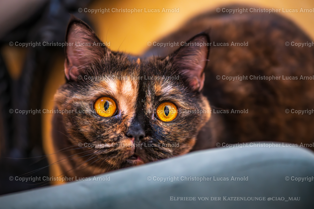 0007 | bildkomponist - Realisiert mit Pictrs.com