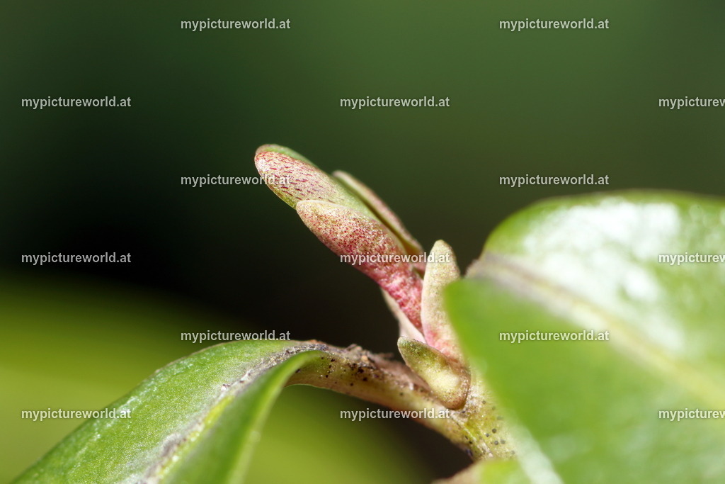 Kleines Immergrün-010 | Das Bilderarchiv über Tiere, Planzen und Landschaften. In der Bilddatenbank finden Sie ein große Auswahl an hochwertigen Bilder für Ihre Werbung - Realisiert mit Pictrs.com