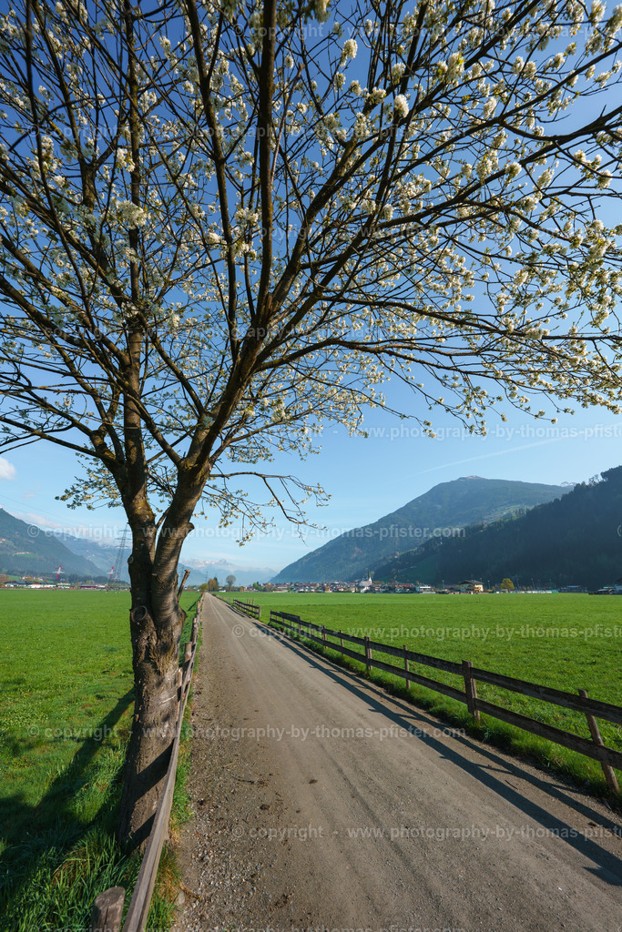 Stumm im Frühling copyright  Thomas Pfister-3 | PHOTOGRAPHY BY THOMAS PFISTER