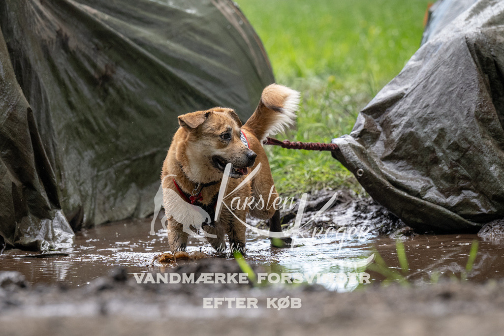 1108_ZZ91573 | kk-dogfotos