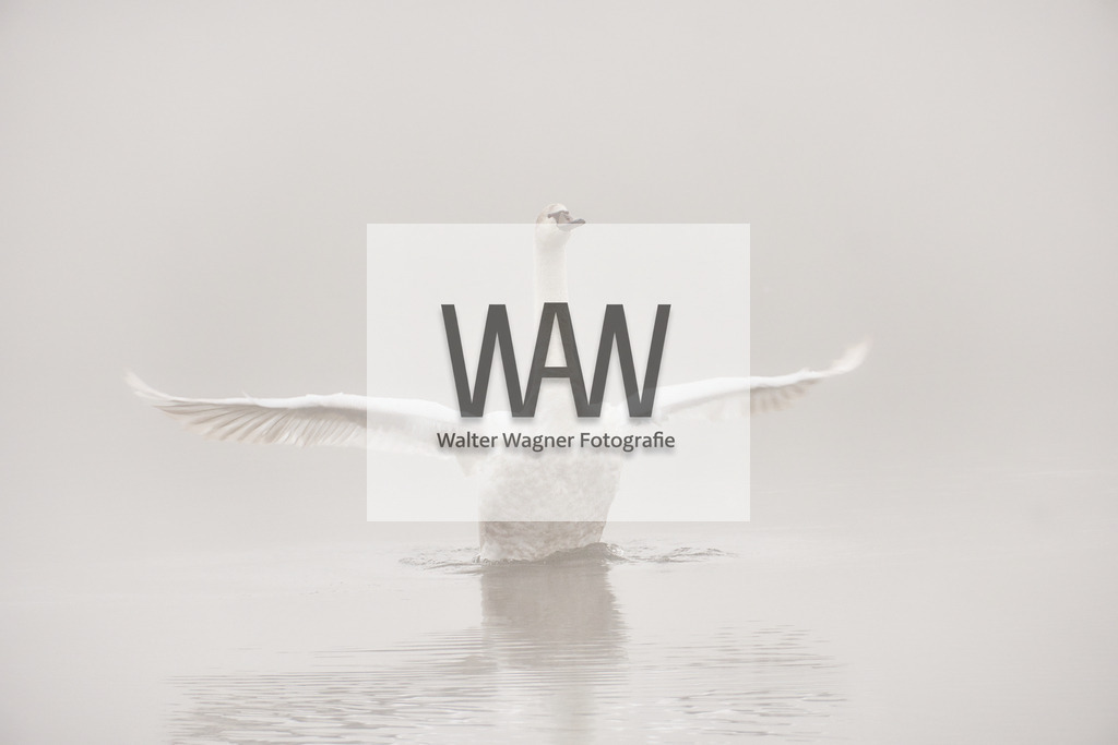 WWW01919 | walter-wagner-fotografie