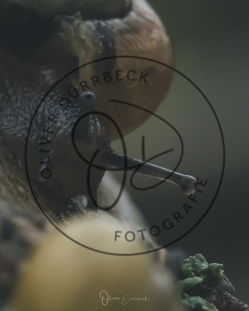 natur-tiere-14 | Shop für Kindergartenfotografie und andere Fotoprodukte von Oliver Dürrbeck Fotografie. - Realisiert mit Pictrs.com