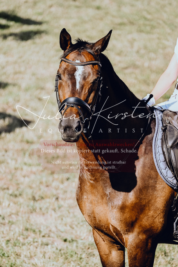 DSC_2607 | Pferde- und Turnierfotografie in Westsachsen. Pferdeportraits, Auftragszeichnungen und intuitive Kunst.