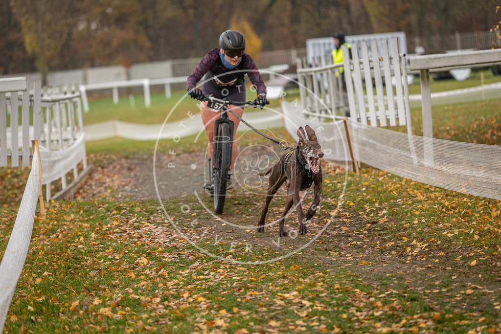 CaniXpix_DV3A8427 | Hundefotografie, Tierfotograf, Pfotenfotografie, Fotoshooting Hund, Hunde Portrait, Hundesport, Hundeportraits, Heideshooting, Hunde, Sportfotograf, Hundefotograf, Turnierhundsport, THS,  - Realisiert mit Pictrs.com