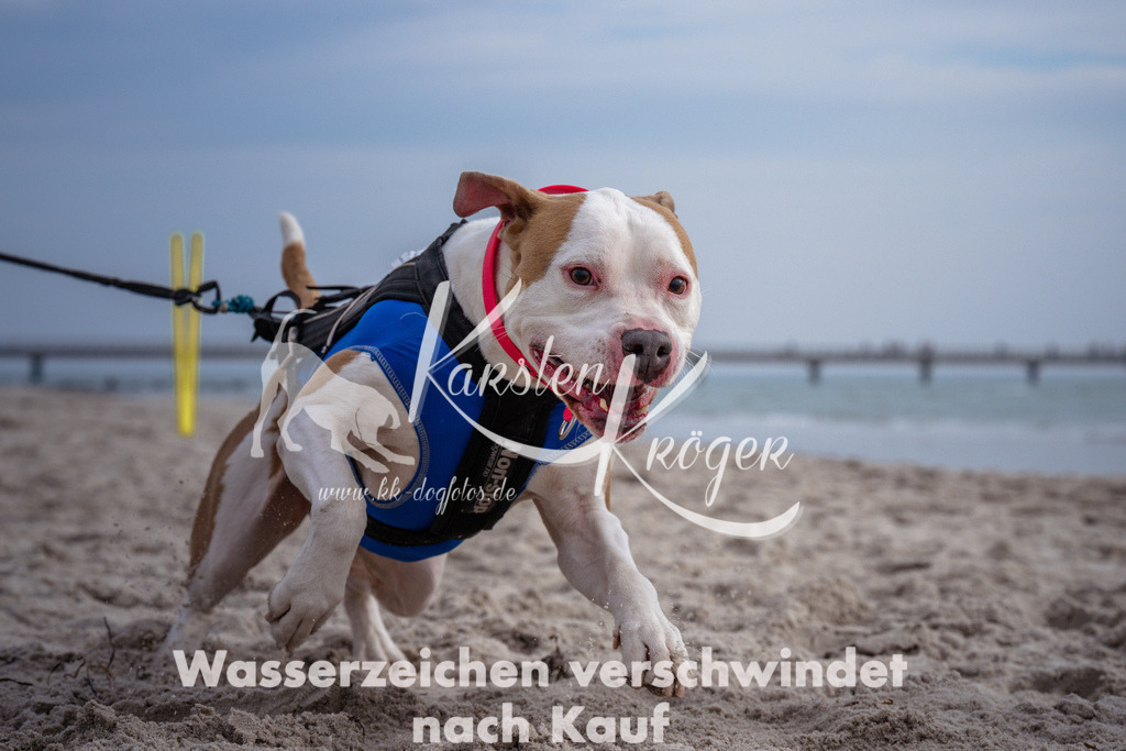 1152_ZZ91202 | kk-dogfotos