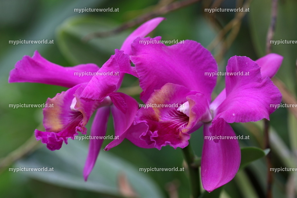 Cattleya-002 | Das Bilderarchiv über Tiere, Planzen und Landschaften. In der Bilddatenbank finden Sie ein große Auswahl an hochwertigen Bilder für Ihre Werbung - Realisiert mit Pictrs.com