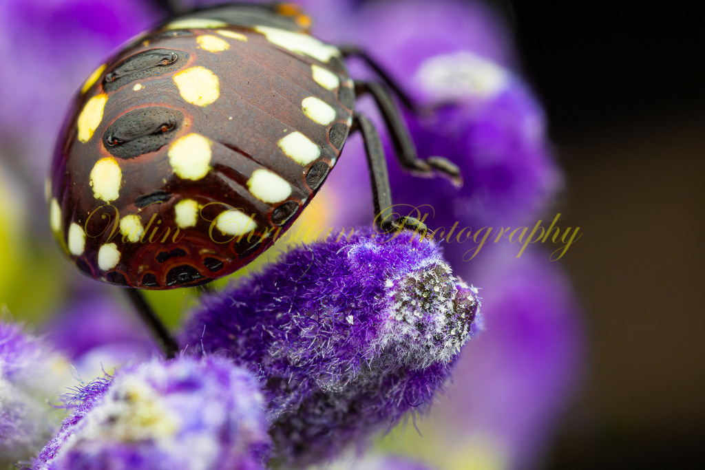 P 99 | Christian Vulin  - Realisiert mit Pictrs.com