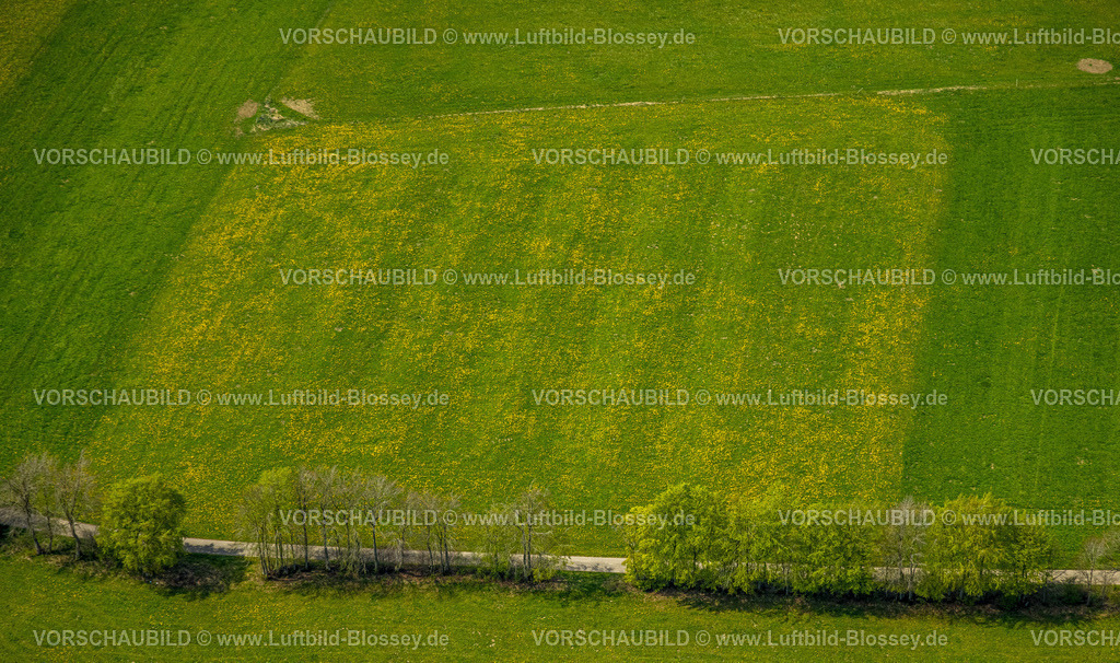 Monschau240502286 | Luftbild, Wiesen und Felder mit Narzissenblüte, Baumallee Schafstrift, Höfen, Monschau, Nordrhein-Westfalen, Deutschland