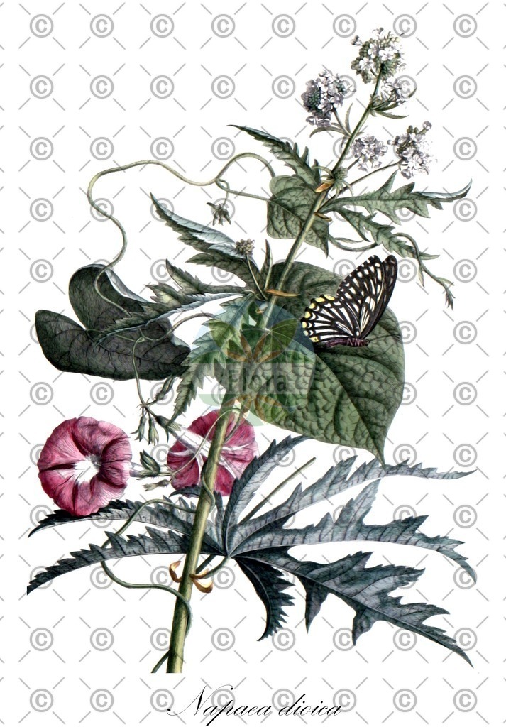 HistAbb_wfo-0000774632_1_ENZY_Simple | Historische Abbildung von Napaea dioica - Malvaceae | Historical Illustration of Napaea dioica - Malvaceae