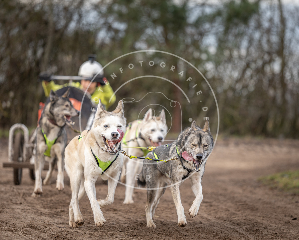 Pfotenfotografie_DV3A6112 | Hundefotografie, Tierfotograf, Pfotenfotografie, Fotoshooting Hund, Hunde Portrait, Hundesport, Hundeportraits, Heideshooting, Hunde, Sportfotograf, Hundefotograf, Turnierhundsport, THS,  - Realisiert mit Pictrs.com