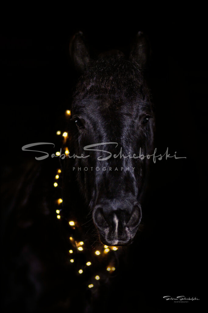 "Phebe" | People- und Tierfotografie, Imageaufnahmen, Veranstaltungsfotografie und Wandbilder aus der Natur ★ Made in Germany ✔️ Druck + Downloads ✔️ Naturfotografie in Top Qualität ★ schneller Versand, weltweite Lieferung! - Realisiert mit Pictrs.com