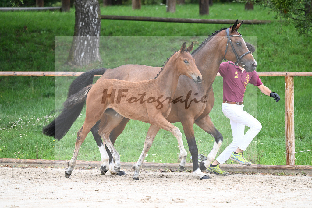 Kat-Nr. 7 SF DSP Va Bene_Hirschberger_25230123 | hf-fotografie - Realizzato con Pictrs.com