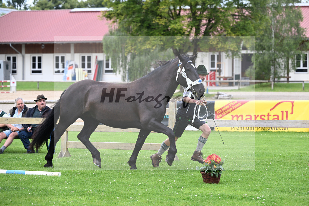 Kat-Nr. 1 Zilly v. Vale_Reitschuh u Hoferer_22240009 | hf-fotografie - Realizzato con Pictrs.com