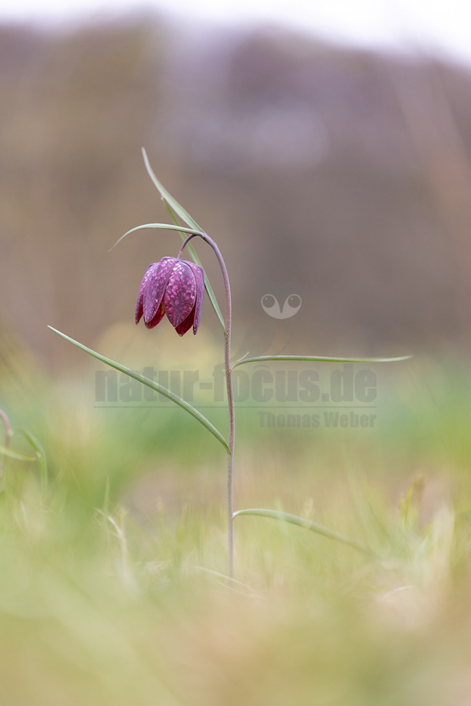 20220403120910 | Die Schachblume, auch Schachbrettblume oder Kiebitzei genannt, ist eine Pflanzenart aus der Familie der Liliengewächse. - Realisiert mit Pictrs.com