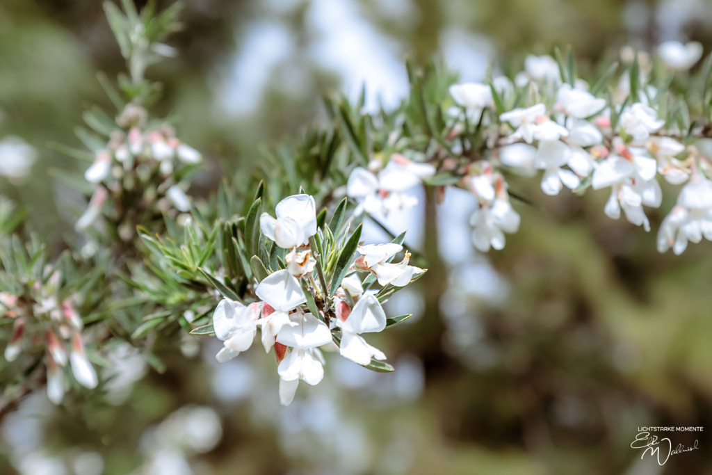 20250318-122647 LA PALMA_005-1 | Herzlich willkommen auf meiner Seite! Ich bin Elke Wallnisch, Deine Fotografin für lichtstarke Momente. Der Name steht für alles, was mich mit der Fotografie verbindet: Das Licht und seine machtvolle Wirkung auf eine Situation oder unsere Stimmung - Realisiert mit Pictrs.com