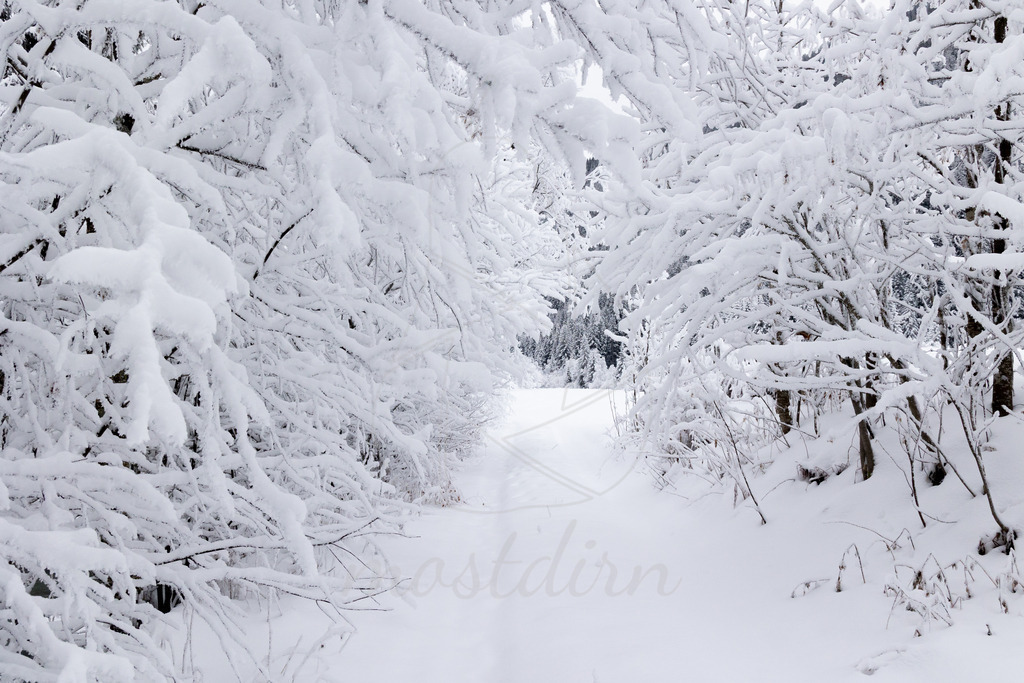 Winterwonderland Thomatal | Ihre Fotografin im Lungau, ihre Fotografin im Mostviertel, Wandbilder Onlineshop, Imagefotos für Ihr Unternehmen,  - Realisiert mit Pictrs.com