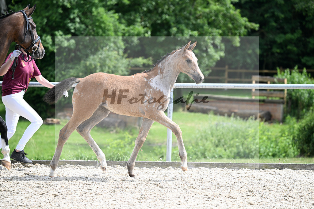 Kat-Nr. 3 Arezzo Man x Diarado_SF_Kloessinger_17250604 | hf-fotografie - Realisiert mit Pictrs.com