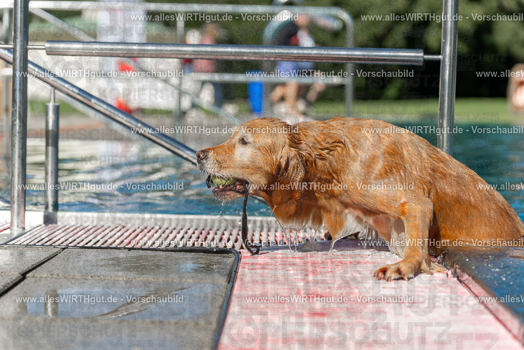 Hundeschwimmen_Volksbad_2026-allesWIRTHgut_Tierfotografie-2609061101-101111-7R509330 | Professionelle Tierfotografie in Mönchengladbach von Daniel Wirth (allesWIRTHgut). Liebevolle & natürliche Bilder von Hunden & Katzen für unvergessliche Erinnerungen.