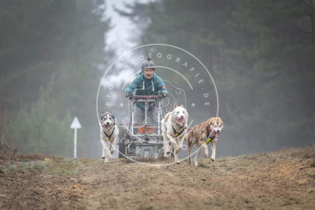 Pfotenfotografie_DV3A0687 | Hundefotografie, Tierfotograf, Pfotenfotografie, Fotoshooting Hund, Hunde Portrait, Hundesport, Hundeportraits, Heideshooting, Hunde, Sportfotograf, Hundefotograf, Turnierhundsport, THS,  - Realisiert mit Pictrs.com