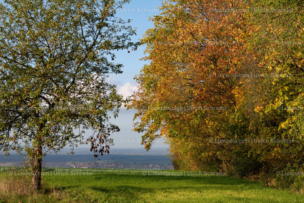 10049-12672 - Herbst am Huy | Stockfoto und Bilderpool mit Bildmaterial aus Deutschland, dem Harz, Halberstadt, Quedlinburg, Wernigerode und weltweit. Qualitativ hochwertige und professionelle Fotos anschauen und kaufen. - Realisiert mit Pictrs.com