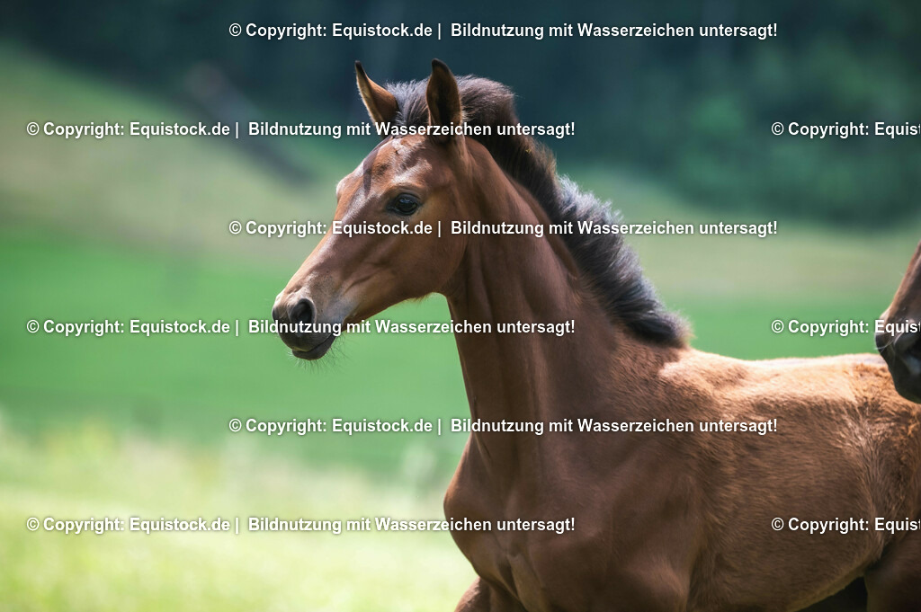 20210623_Fohlen_0457 | Foto: Thomas Hartig