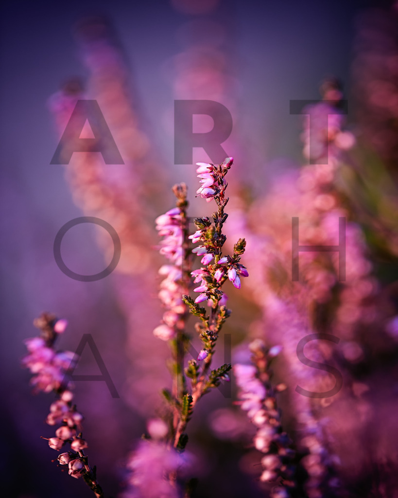 Ein Hans Fineart Original | Entdecke die Kunst von Hans Fineart - Fotografien für dein Zuhause. Verwandle deine Wände mit einzigartigen Kunstwerken und bringe die Schönheit der Welt in dein Leben. Bestelle jetzt und schaffe einen Ort der Inspiration und Eleganz.