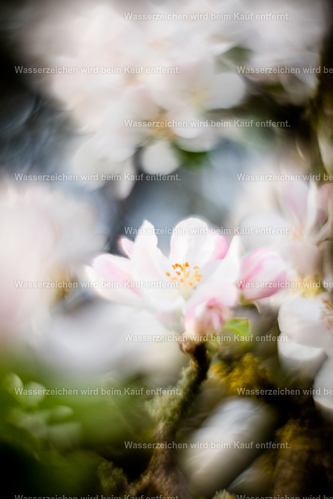 Das höchste Selbst sein | Die Botschaft zum Bild lautet: Mit Klarheit und dem Gewinn an Eigenständigkeit und Macht, führst du ab sofort selbstbestimmt dein Leben. Erstrahle in deinem Sein, in deinem Leben.