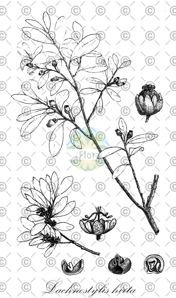 HistAbb_wfo-0000363926_1_ENZY_Simple | Historische Abbildung von Lachnostylis hirta - Phyllanthaceae | Historical Illustration of Lachnostylis hirta - Phyllanthaceae