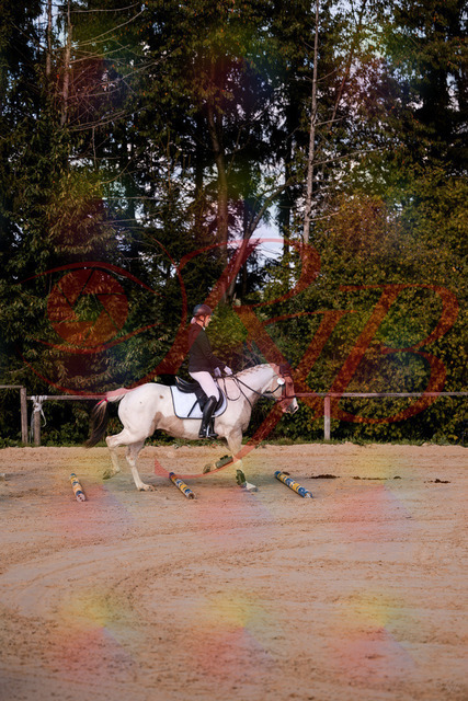 2026_10_03_Siefer-Hof_144156_Z81_14403517 | Professionelle Reitsport-, Turnier- und Eventfotografie von Robert Broda. Galerien mit ausgewählten und bearbeiteten Bildern direkt online ansehen und bestellen.