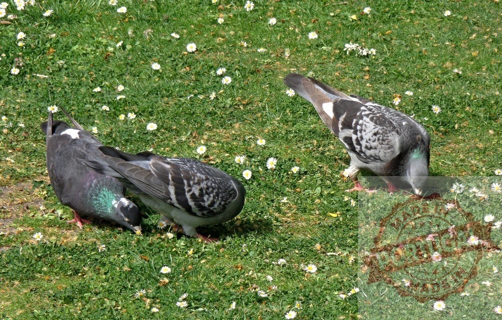 Two pigeons foraging on green grass with daisies | Two rock doves feeding in a park searching for food among green grass and white flowers - Realized with Pictrs.com