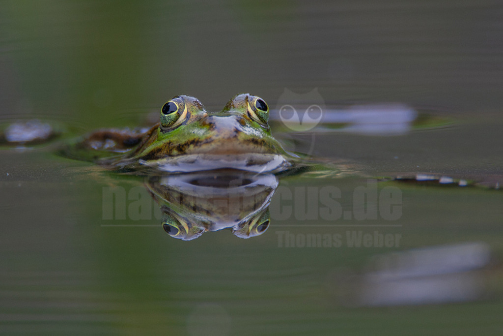 20080530114548 | Der Teichfrosch, ungenauer auch Wasserfrosch genannt, gehört innerhalb der Ordnung der Froschlurche zur Familie der Echten Frösche. - Realisiert mit Pictrs.com