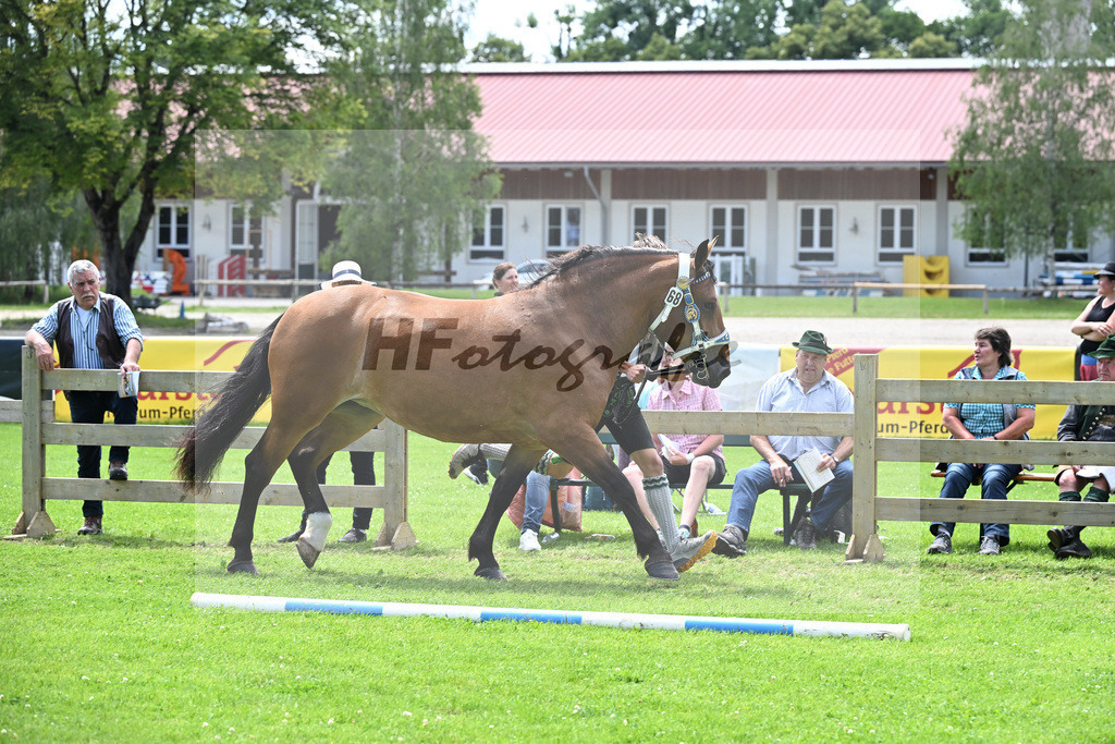 Kat-Nr. 68 Zarin v. Schandarm_Keller_22241204 | hf-fotografie - Realizzato con Pictrs.com
