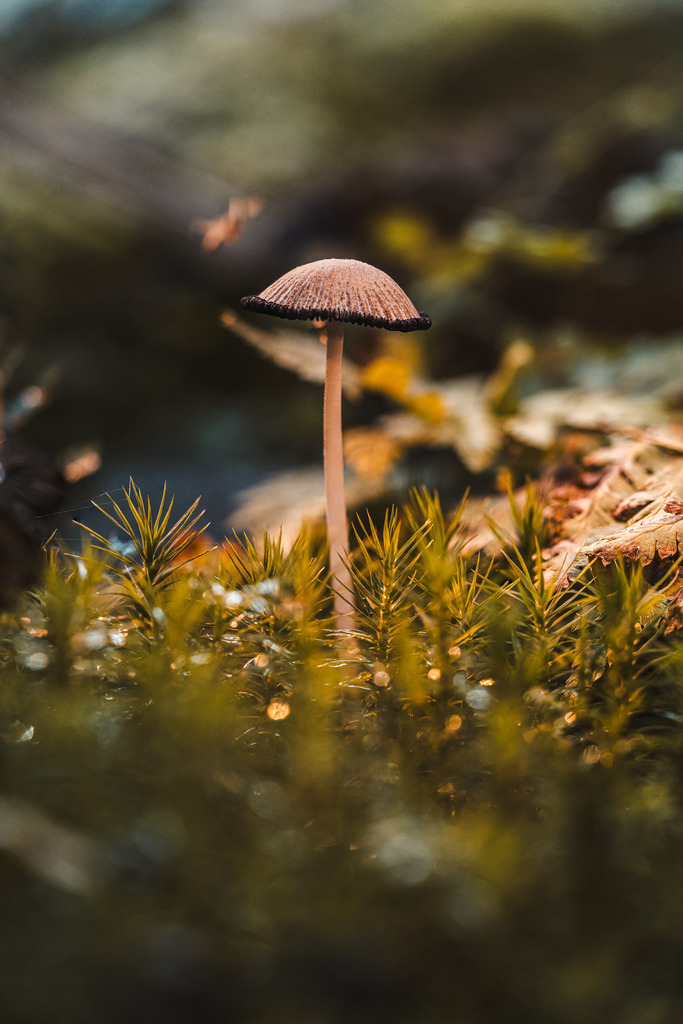 Kleiner Schirm, große Bühne | Kleiner Schirm, große Bühne Der Herbst zeigt sich oft dort, wo man ihn am wenigsten erwartet: im Moos, zwischen Tau, Licht und ersten gefallenen Blättern. - Powered by Pictrs.com