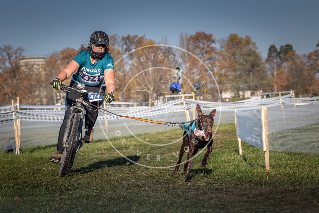 CaniXpix_0L8A4675 | Hundefotografie, Tierfotograf, Pfotenfotografie, Fotoshooting Hund, Hunde Portrait, Hundesport, Hundeportraits, Heideshooting, Hunde, Sportfotograf, Hundefotograf, Turnierhundsport, THS,  - Realisiert mit Pictrs.com