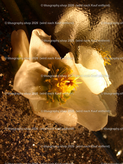 titusgraphy_P2264527-vzu-ln | titusgraphy-shop: Geschenkideen mit Qualitätsfotos. titusgraphy-shop: gift ideas with quality photos. titusgraphy-shop: idées cadeaux avec photos de qualité.  - Realisiert mit Pictrs.com