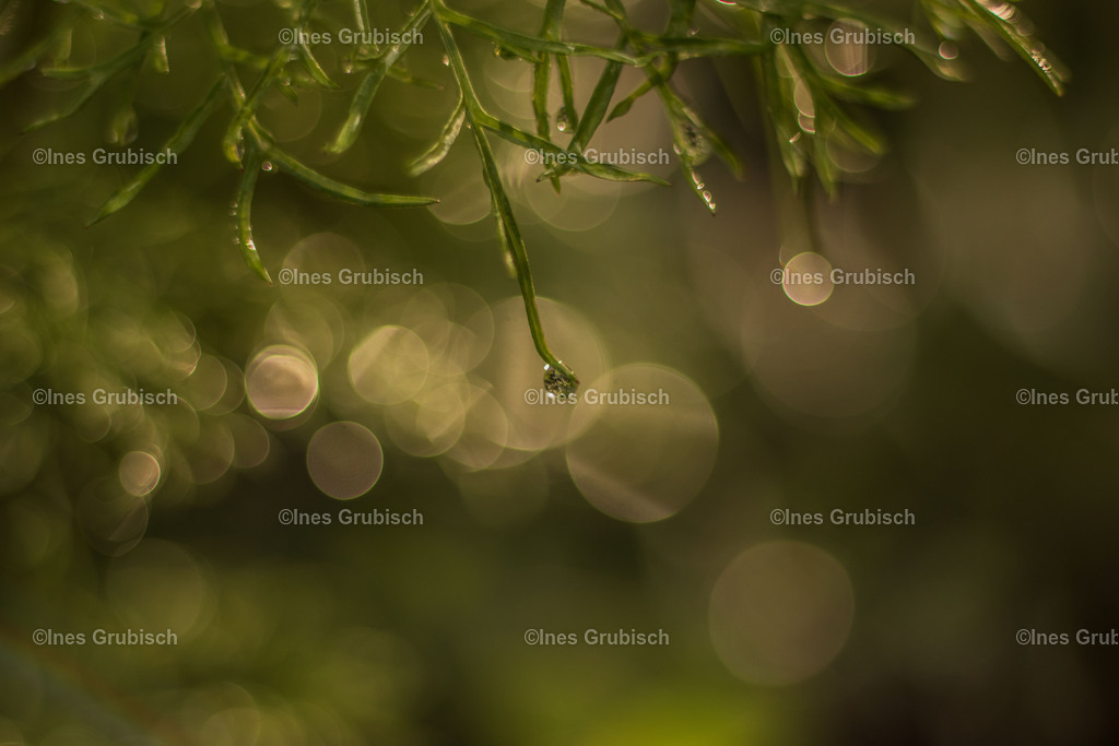 Tautropfen an Kosmea mit Bokeh | Lila Lubbenbomm - Artwork by Ines Grubisch - Realisiert mit Pictrs.com