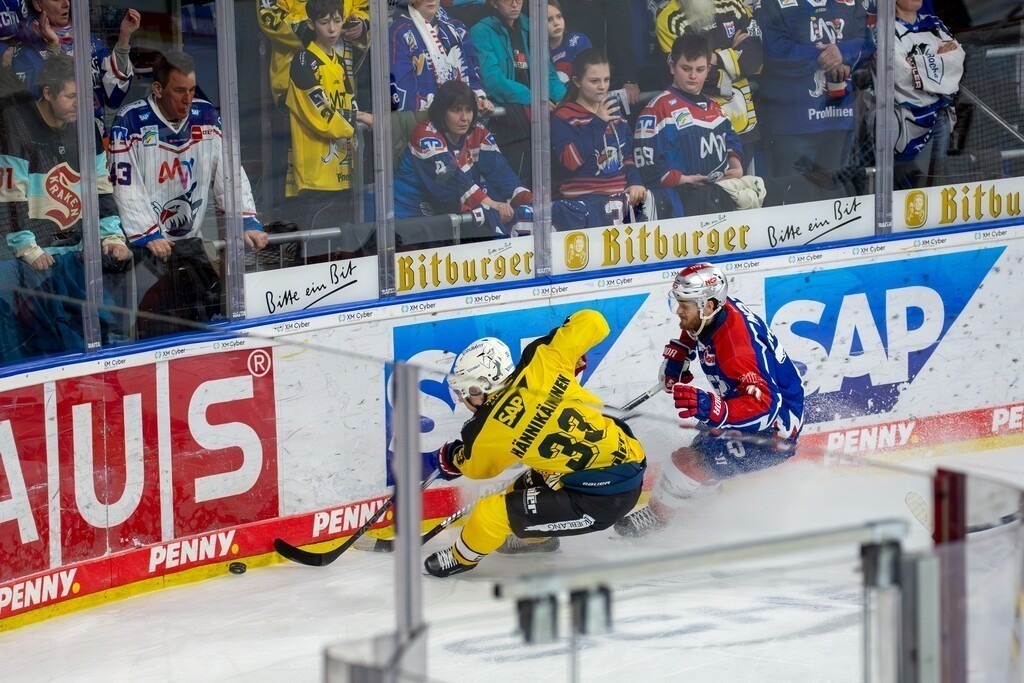23.02.2024, DEL, Deutsche Eishockey Liga, 48. Spieltag): Adler Mannheim (Gelbe Trikots) gegen Nürnberg Ice Tigers (Blaue Trikots). Markus Hännikäinen (33) behauptet den Puck an der Bande | 23.02.2024, DEL, Deutsche Eishockey Liga, 48. Spieltag): Adler Mannheim (Gelbe Trikots) gegen Nürnberg Ice Tigers (Blaue Trikots). Markus Hännikäinen (33) behauptet den Puck an der Bande - Realisiert mit Pictrs.com