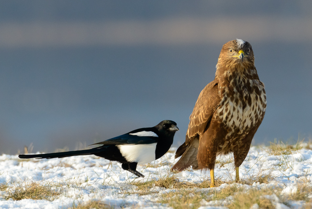 elster-bussard-2018-042 | Wie David gegen Goliath: Immer wieder versuchte diese Elster, sich auf einer schneebedeckten Wiese an den viel größeren Greifvogel heranzupirschen und ihm Teile der Schwanzfedern auszuziehen. - Realisiert mit Pictrs.com