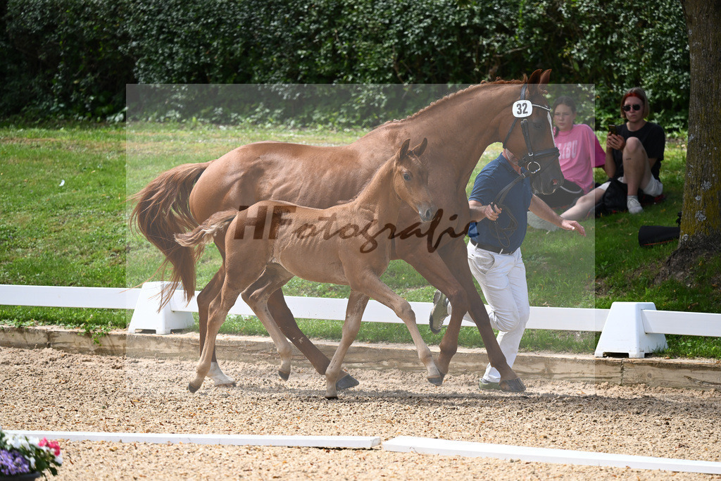 Kat-Nr. 32 SF DSP Va Bene x Diamantino_Brendauer-Fuchs_27230490 | hf-fotografie - Realisiert mit Pictrs.com