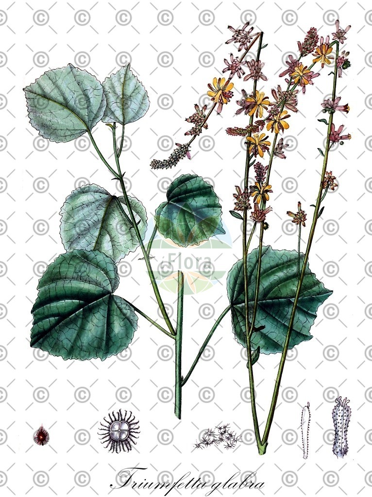 HistAbb_wfo-0000746214_3_ENZY_Simple | Historische Abbildung von Triumfetta glabra - Malvaceae | Historical Illustration of Triumfetta glabra - Malvaceae