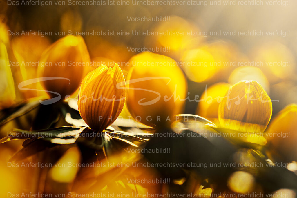 Winterlinge im Sonnenlicht | People- und Tierfotografie, Imageaufnahmen, Veranstaltungsfotografie und Wandbilder aus der Natur ★ Made in Germany ✔️ Druck + Downloads ✔️ Naturfotografie in Top Qualität ★ schneller Versand, weltweite Lieferung! - Realisiert mit Pictrs.com