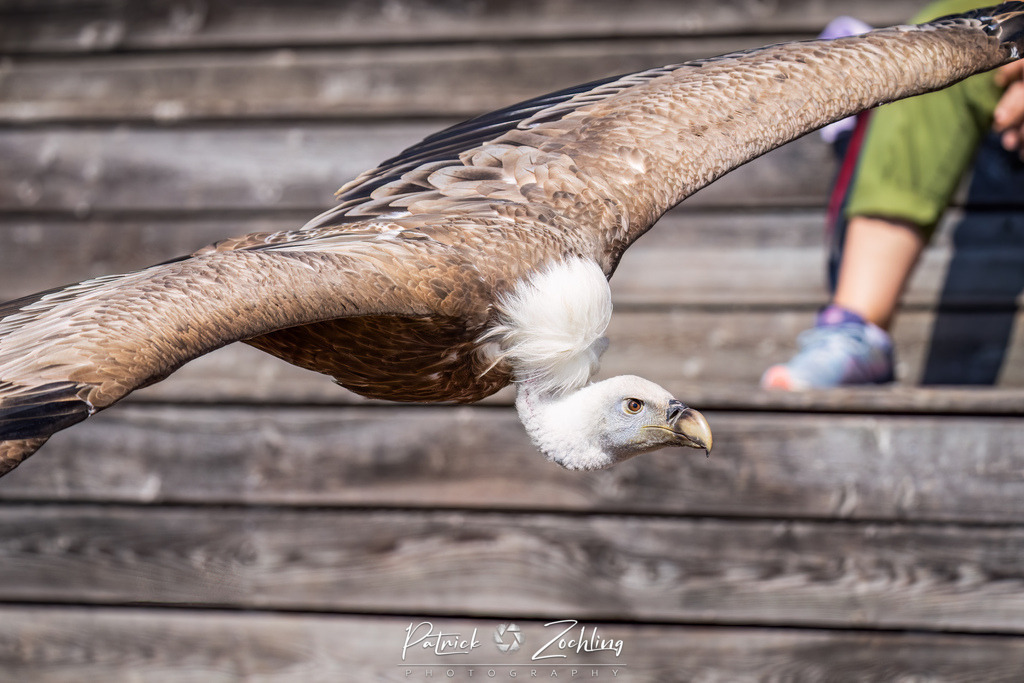 Kreuzenstein-Zöchling (46 von 46) | Mein Name ist Patrick Zöchling. Auf dieser Website siehst Du meine Projekte als Fotograf und kannst Dir Deine Fotos in Galerien ansehen und herunterladen. Über einen Webshop kannst Du Bilder ausarbeiten, auf T-Shirt drucken usw. - Realisiert mit Pictrs.com