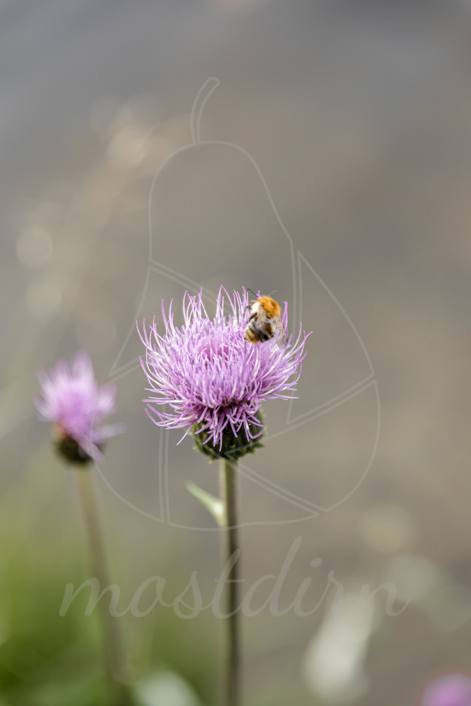 Kratzdistel | Bei Veröffentlichung des Bildes ist eine Namensnennung wie folgt erforderlich: 
Foto: Mostdirn Irmgard Wieser
 - Realisiert mit Pictrs.com