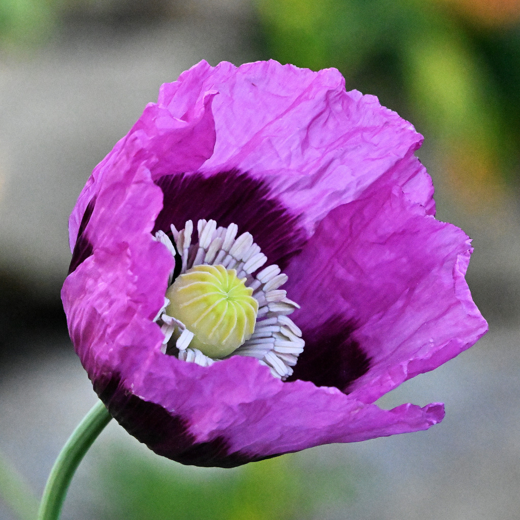 Schlafmohn10q | lucisnaturbilder - Realisiert mit Pictrs.com