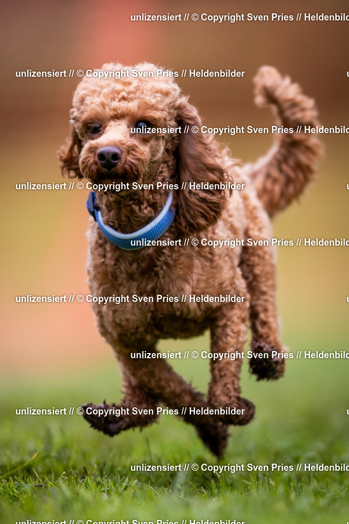 Sven Pries | 2024-04-21 - Hunderennen Baden-Oos
Foto: Sven Pries - Realisiert mit Pictrs.com