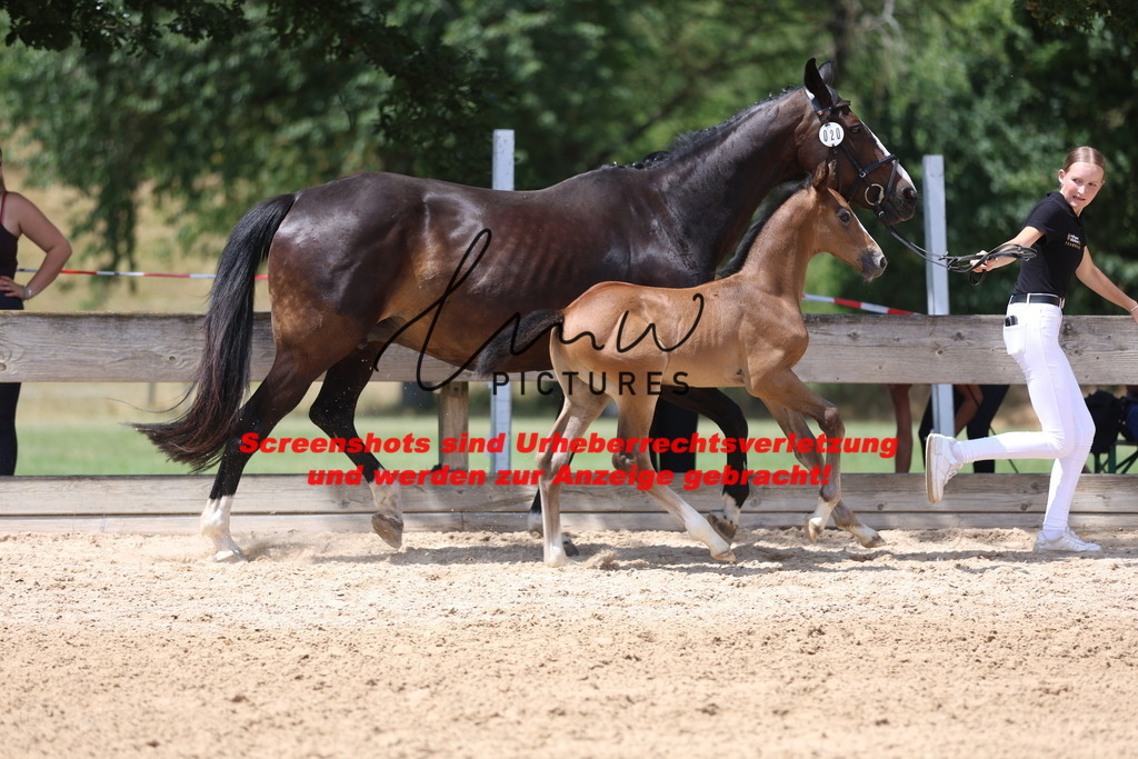 Fohlenschau_Schwäbisch_Hall_springbetonte_Fohlen_KN 20_9 | lmwpictures - Realisiert mit Pictrs.com