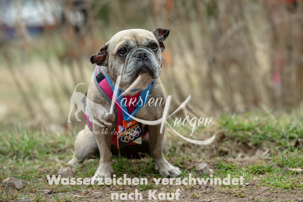0931_ZZ91629 | kk-dogfotos