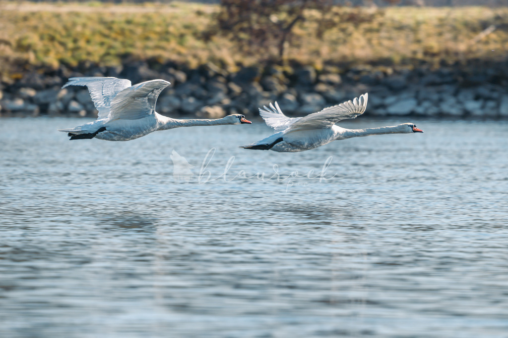  waterslide-0799 | Frühlingserwachen