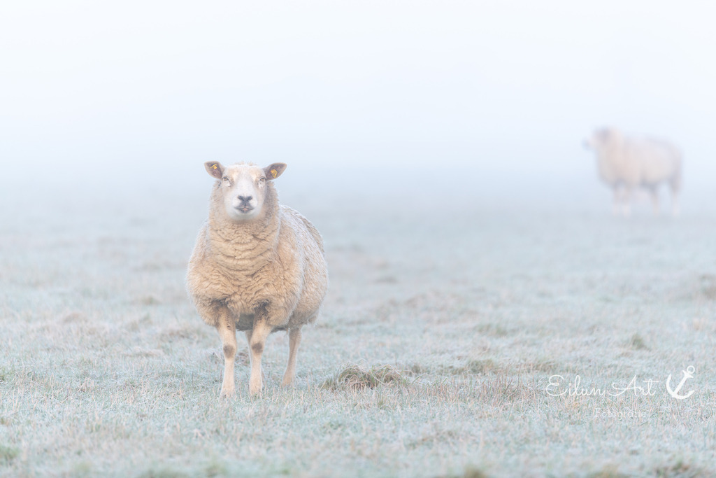 EAF_1234 | Eilun-Art-Fotografie Levke Martens, ihre Fotografin für Immobilien- und Landschaftsfotografie auf Föhr, Föhrer Motive als Poster, Leinwand, hinter Acrylglas oder stelle dir deinen eigenen Monatskalender zusammen, mit nur einem Klick