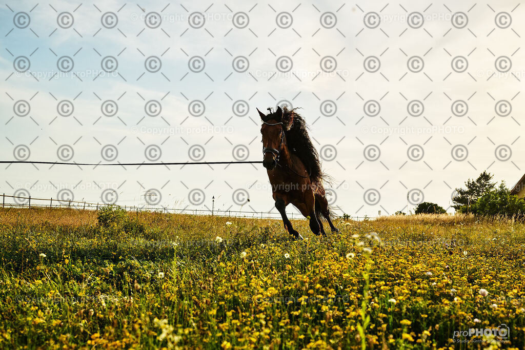 385_202406_Niki-Herodes_NZ9_0402 | proPHOTO - Realisiert mit Pictrs.com